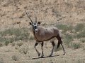 oryx 03 Kg